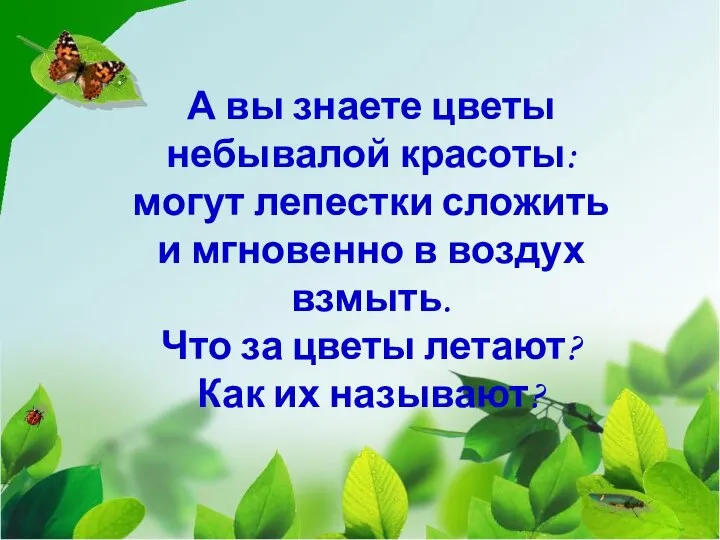 А вы знаете цветы небывалой красоты: могут лепестки сложить и мгновенно в