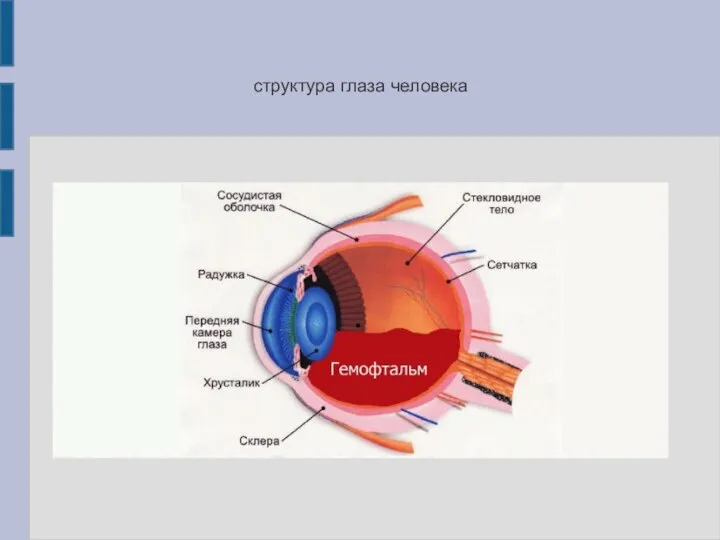 структура глаза человека