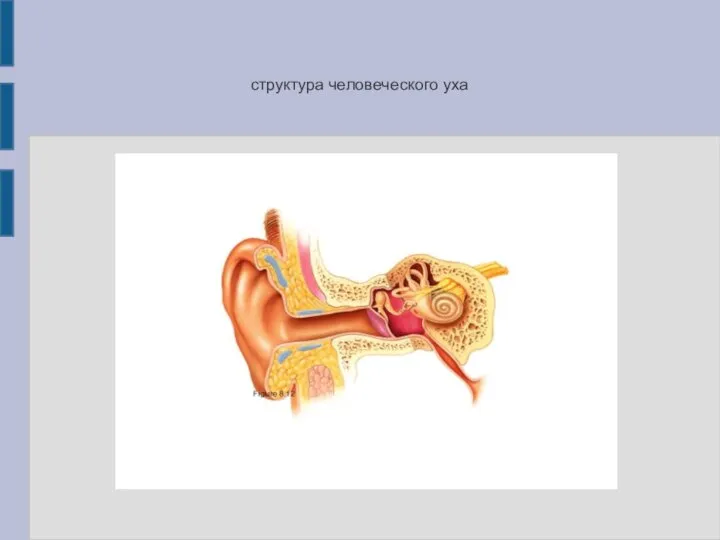 структура человеческого уха