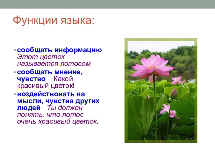 Функции языка: сообщать информацию Этот цветок называется лотосом сообщать мнение, чувство Какой