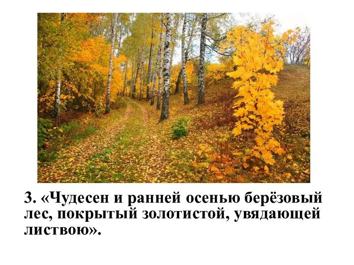 3. «Чудесен и ранней осенью берёзовый лес, покрытый золотистой, увядающей листвою».