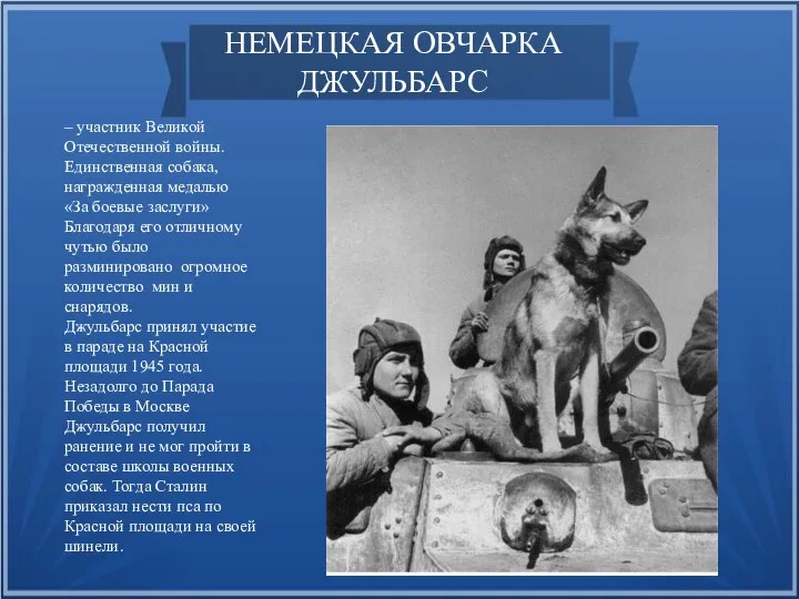 НЕМЕЦКАЯ ОВЧАРКА ДЖУЛЬБАРС – участник Великой Отечественной войны. Единственная собака, награжденная медалью