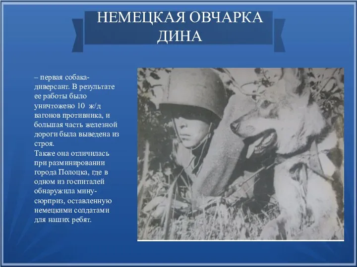 НЕМЕЦКАЯ ОВЧАРКА ДИНА – первая собака-диверсант. В результате ее работы было уничтожено