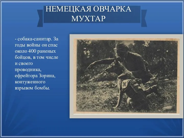 НЕМЕЦКАЯ ОВЧАРКА МУХТАР - собака-санитар. За годы войны он спас около 400