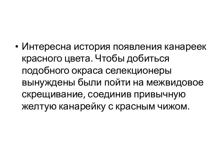 Интересна история появления канареек красного цвета. Чтобы добиться подобного окраса селекционеры вынуждены