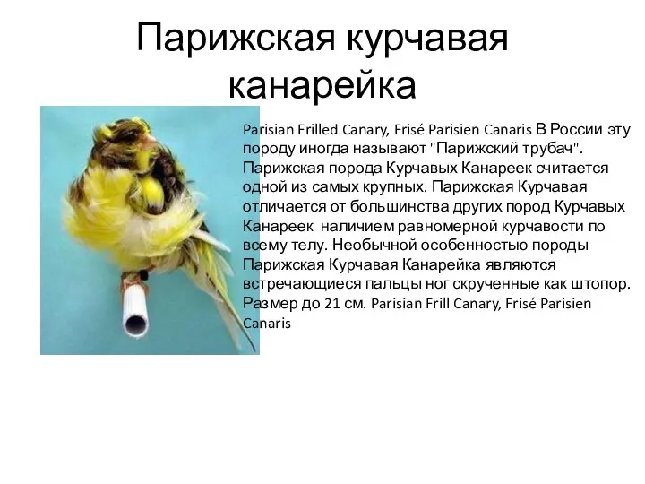 Парижская курчавая канарейка Parisian Frilled Canary, Frisé Parisien Canaris В России эту