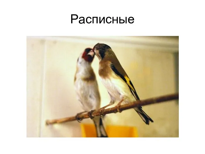 Расписные