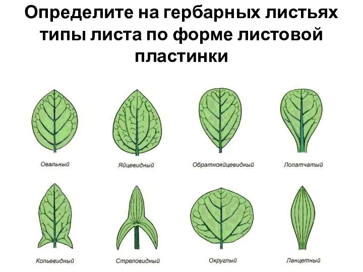 Определите на гербарных листьях типы листа по форме листовой пластинки