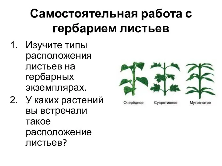 Самостоятельная работа с гербарием листьев Изучите типы расположения листьев на гербарных экземплярах.
