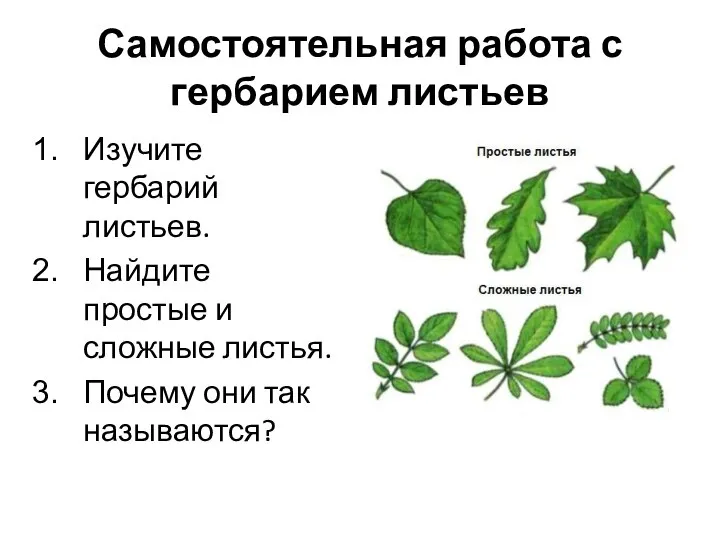 Самостоятельная работа с гербарием листьев Изучите гербарий листьев. Найдите простые и сложные
