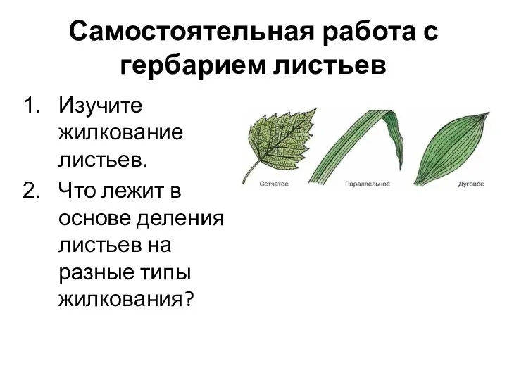 Самостоятельная работа с гербарием листьев Изучите жилкование листьев. Что лежит в основе