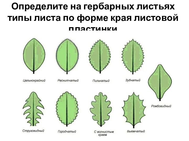 Определите на гербарных листьях типы листа по форме края листовой пластинки