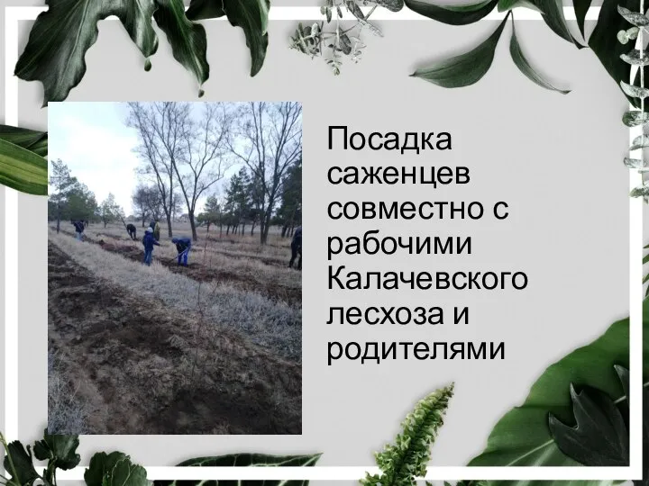 Посадка саженцев совместно с рабочими Калачевского лесхоза и родителями