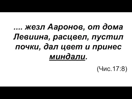 .... жезл Ааронов, от дома Левиина, расцвел, пустил почки, дал цвет и принес миндали. (Чис.17:8)