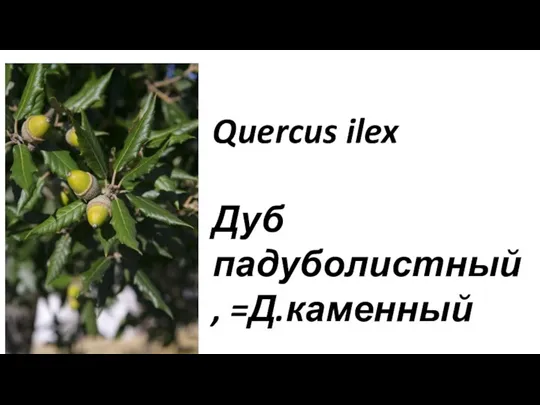Quercus ilex Дуб падуболистный, =Д.каменный