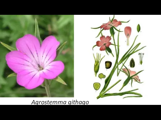 Agrostemma githago