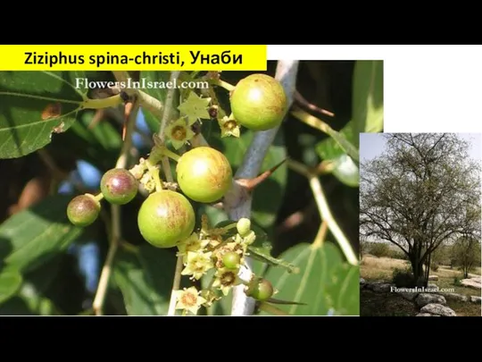 Ziziphus spina-christi, Унаби