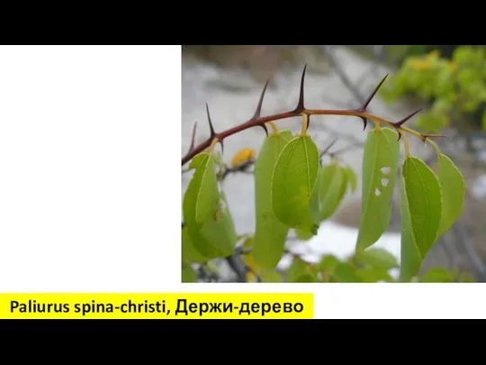 Paliurus spina-christi, Держи-дерево