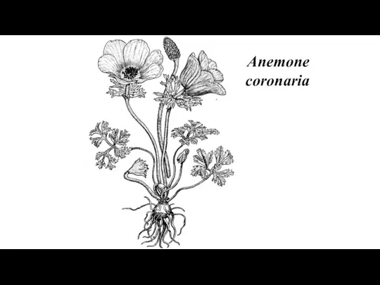 Anemone coronaria