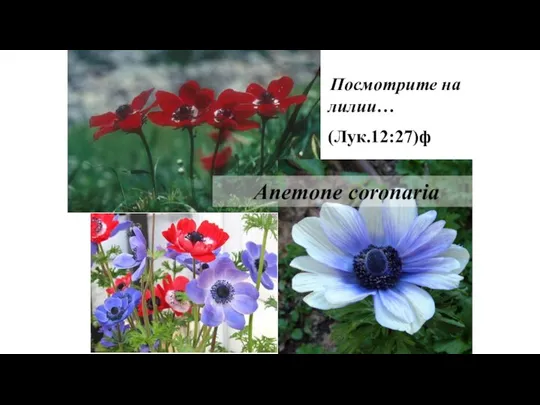 Посмотрите на лилии… (Лук.12:27)ф Anemone coronaria