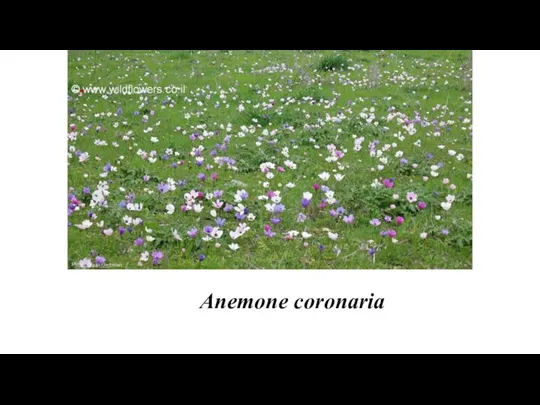 Anemone coronaria
