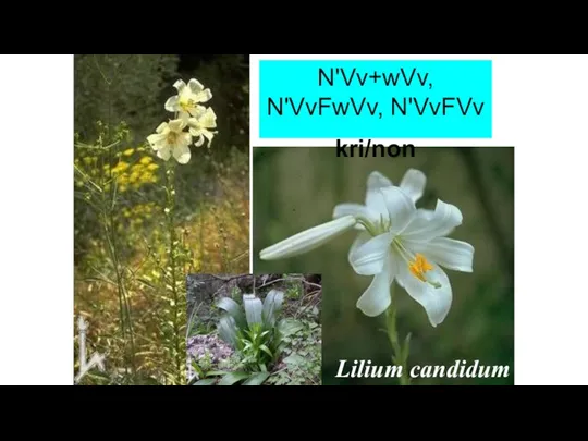 N'Vv+wVv, N'VvFwVv, N'VvFVv kri/non Lilium candidum