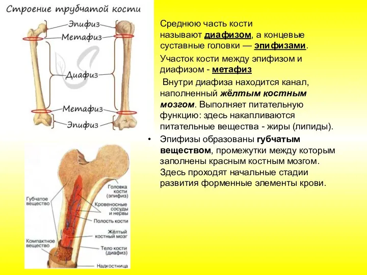 Среднюю часть кости называют диафизом, а концевые суставные головки — эпифизами. Участок