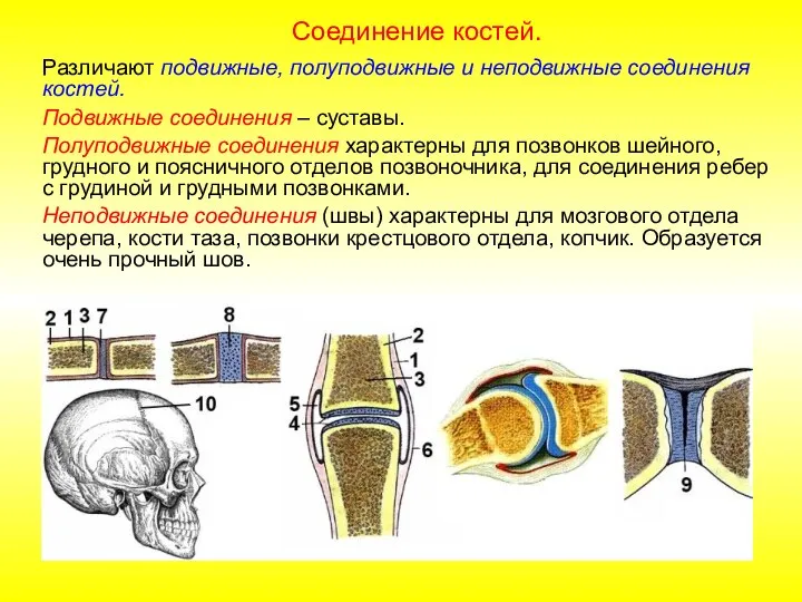 Различают подвижные, полуподвижные и неподвижные соединения костей. Подвижные соединения – суставы. Полуподвижные