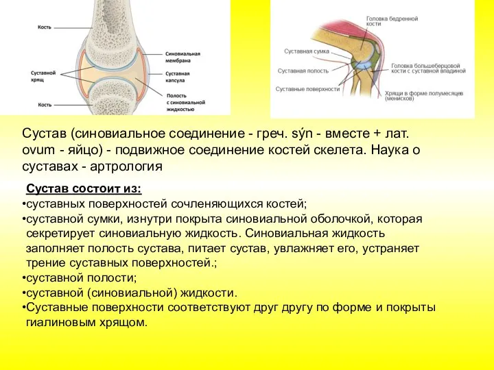 Сустав состоит из: суставных поверхностей сочленяющихся костей; суставной сумки, изнутри покрыта синовиальной