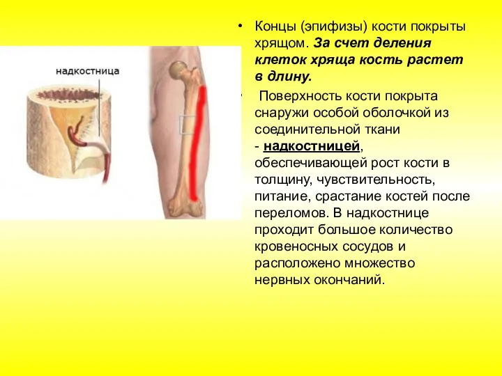 Концы (эпифизы) кости покрыты хрящом. За счет деления клеток хряща кость растет