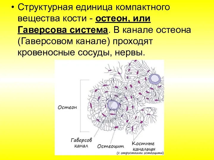 Структурная единица компактного вещества кости - остеон, или Гаверсова система. В канале