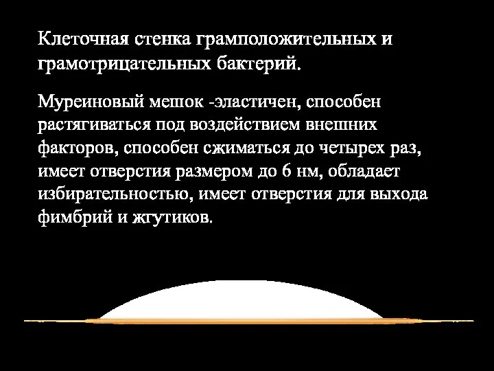 Клеточная стенка грамположительных и грамотрицательных бактерий. Муреиновый мешок -эластичен, способен растягиваться под