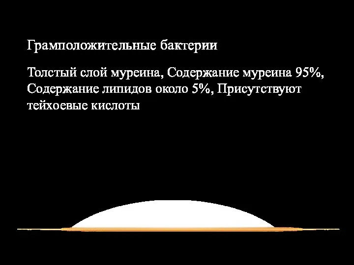 Грамположительные бактерии Толстый слой муреина, Содержание муреина 95%, Содержание липидов около 5%, Присутствуют тейхоевые кислоты