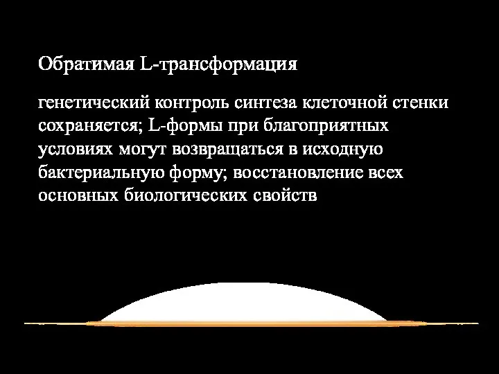 Обратимая L-трансформация генетический контроль синтеза клеточной стенки сохраняется; L-формы при благоприятных условиях