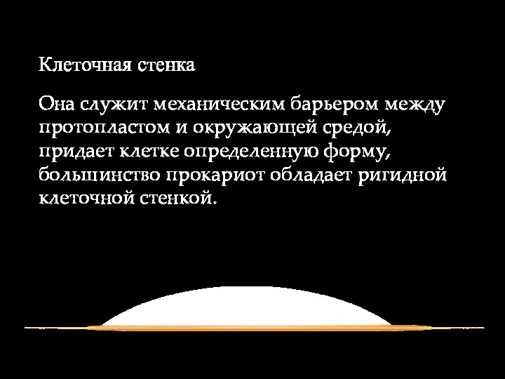 Клеточная стенка Она служит механическим барьером между протопластом и окружающей средой, придает