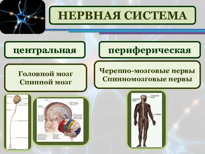 НЕРВНАЯ СИСТЕМА периферическая центральная Головной мозг Спинной мозг Черепно-мозговые нервы Спинномозговые нервы