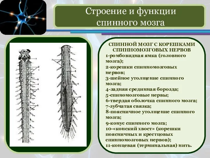 Строение и функции спинного мозга СПИННОЙ МОЗГ С КОРЕШКАМИ СПИННОМОЗГОВЫХ НЕРВОВ 1-ромбовидная