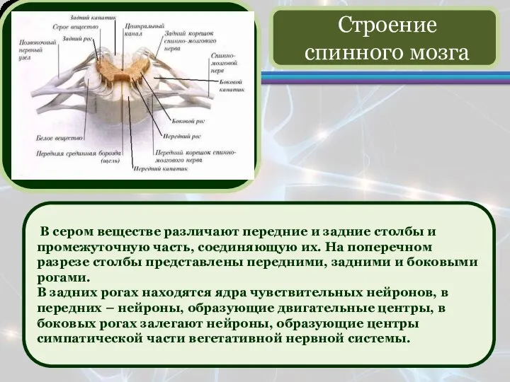 В сером веществе различают передние и задние столбы и промежуточную часть, соединяющую