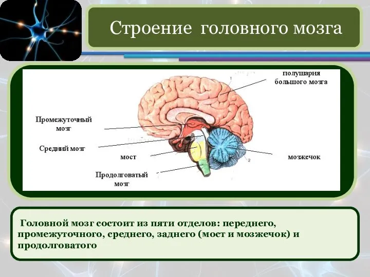 Головной мозг состоит из пяти отделов: переднего, промежуточного, среднего, заднего (мост и