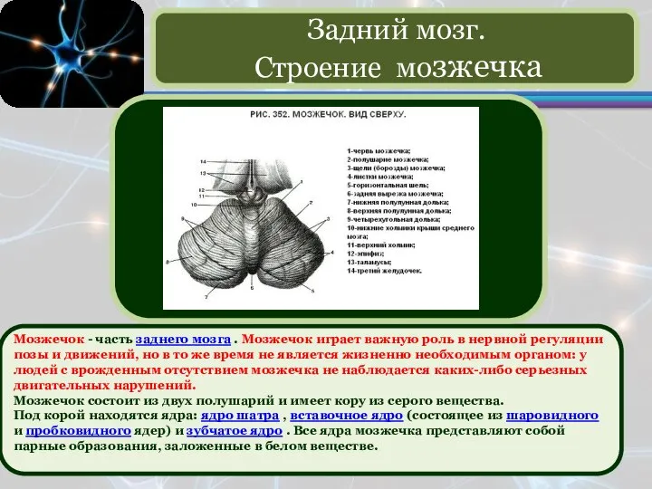 Мозжечок - часть заднего мозга . Мозжечок играет важную роль в нервной