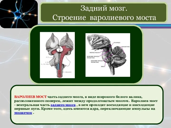 ВАРОЛИЕВ МОСТ часть заднего мозга, в виде широкого белого валика, расположенного поперек,