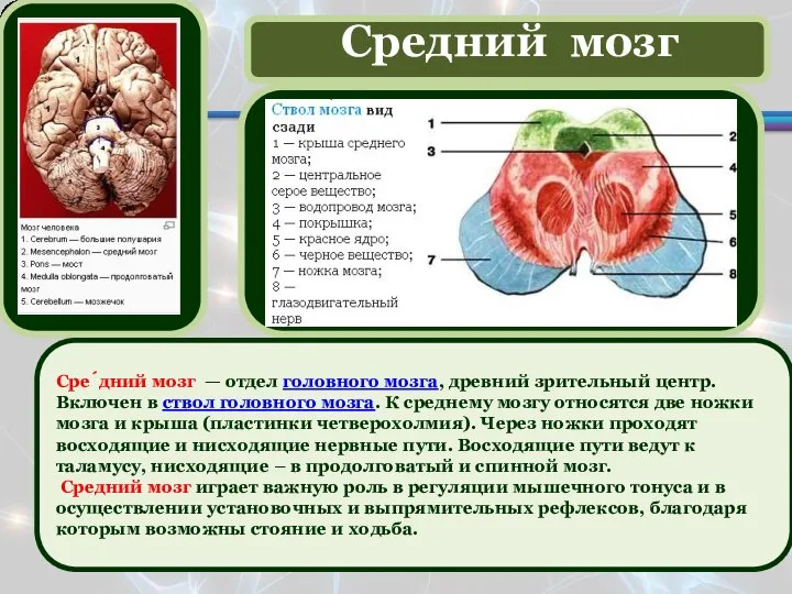 Сре́дний мозг — отдел головного мозга, древний зрительный центр. Включен в ствол