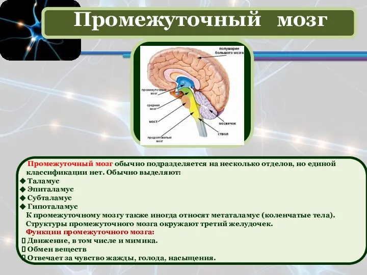 Промежуточный мозг обычно подразделяется на несколько отделов, но единой классификации нет. Обычно