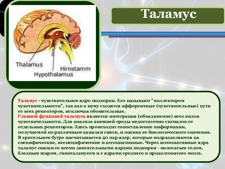 Таламус - чувствительное ядро подкорки. Его называют "коллектором чувствительности", так как к