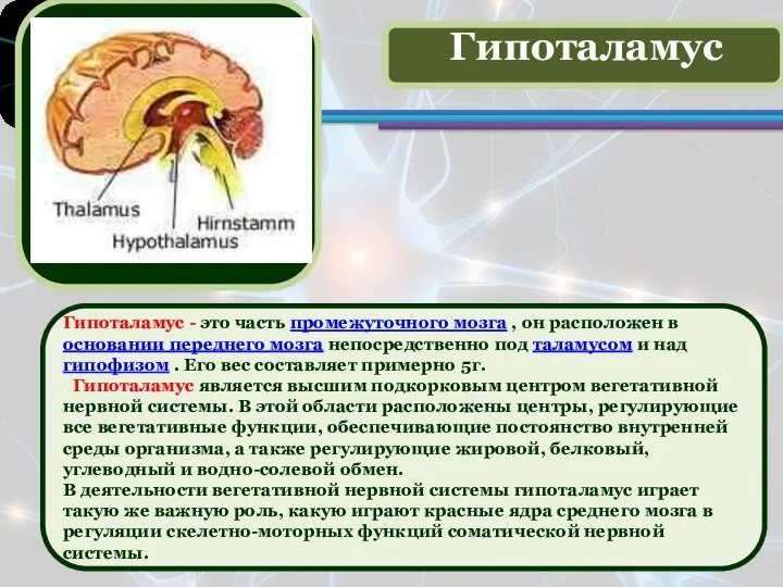 Гипоталамус - это часть промежуточного мозга , он расположен в основании переднего