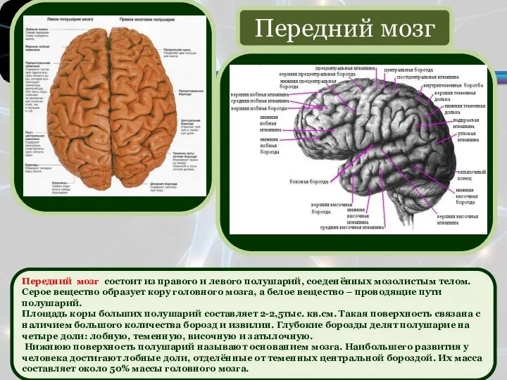 Передний мозг состоит из правого и левого полушарий, соеденённых мозолистым телом. Серое