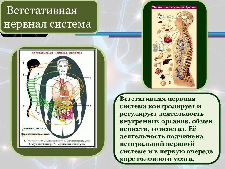 Вегетативная нервная система Вегетативная нервная система контролирует и регулирует деятельность внутренних органов,