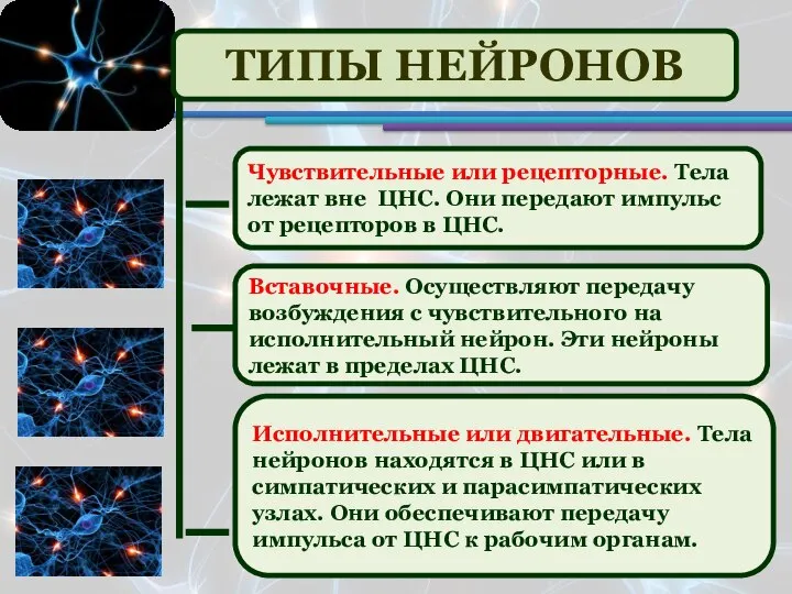 ТИПЫ НЕЙРОНОВ Вставочные. Осуществляют передачу возбуждения с чувствительного на исполнительный нейрон. Эти