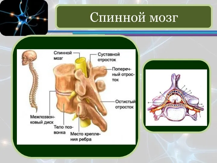 Спинной мозг