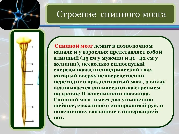 Спинной мозг лежит в позвоночном канале и у взрослых представляет собой длинный